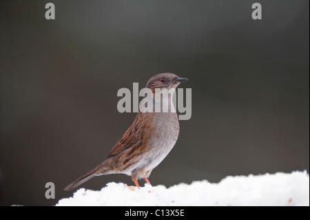 Heckenbraunelle auf Barsch im Winter mit Schnee (Prunella Modularis) Stockfoto