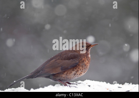 Amsel (Turdus Merula) weibliche im Winter auf Schnee überdachten Futtertisch Stockfoto