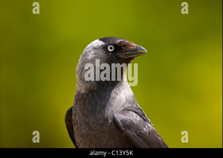 Eine Nahaufnahme der Vogel Porträt einer Dohle (Corvus Monedula) mit einem diffusen Hintergrund im Vereinigten Königreich Stockfoto