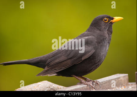 Eine männliche Amsel sitzt auf einem Vogel Tisch im Vereinigten Königreich (Turdus Merula) Stockfoto