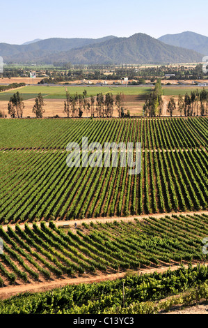 Weingut Casablanca Valley Chile Südamerika Stockfoto