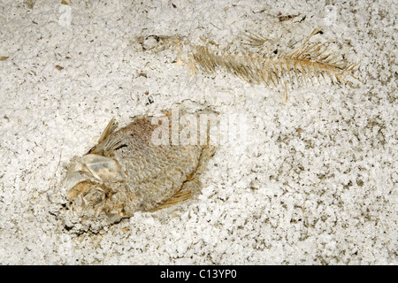 Fisch-Skelette im Sediment des Salton Meeres, California. Stockfoto