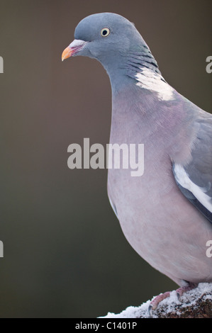 Ein Woodpigeon (Columba Palumbus) sitzt auf dem Schnee bedeckt Niederlassung in Großbritannien Stockfoto