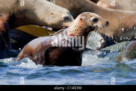 Eine junge kalifornische Seelöwe (Zalophus Californianus) von einem Netz um den Hals im Kino Bay, Mexiko verstrickt. Stockfoto