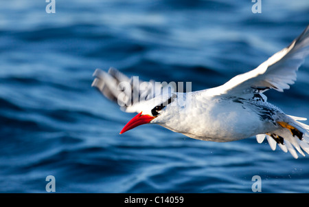 Ein rot-billed Tropicbird (Phaethon Aethereus) fliegen über Kino Bay, Mexiko. Stockfoto