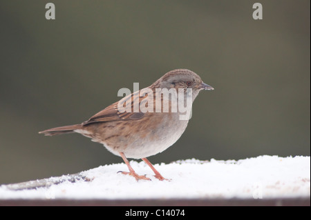 Eine Heckenbraunelle auf eine überdachte Futtertisch Schnee in einem uk-Garten (Prunella Modularis) Stockfoto