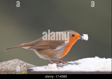 Ein Rotkehlchen (Erithacus Rubecula) Fütterung auf eine überdachte Futtertisch Schnee in einem uk-Garten Stockfoto