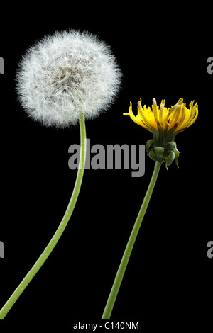Zwei Löwenzahn-Blüte und getrocknet, isoliert auf schwarz Stockfoto