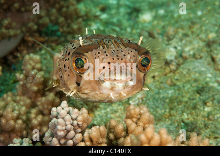 Igelfisch (Diodon Holocanthus) an einem tropischen Korallenriff in der Lembeh-Strait in Nord-Sulawesi, Indonesien. Stockfoto