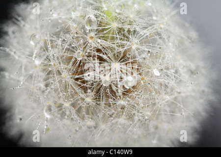 Löwenzahnsamen mit Wassertropfen, Makro Stockfoto