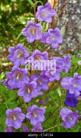 Dieses vertikale Bild ist hell lila Canterbury Glockenblumen (Campanula Medium) wächst im Sommergarten. Schönen glockenförmigen Stockfoto