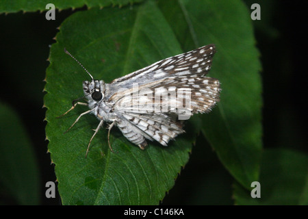 Tropischen kariert-Skipper Butterfly Pyrgus oileus Stockfoto