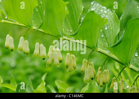 Echtes Salomonssiegel - eckige Solomons Dichtung 11 Stockfoto