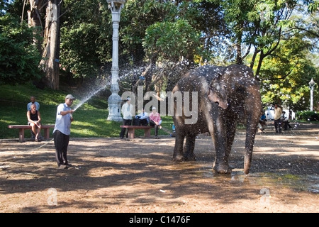 Ein asiatischer Mann wäscht eine große 3-Tonnen-Elefanten namens Sombo auf einem Stadt-Bürgersteig in Phnom Penh, Kambodscha. Stockfoto