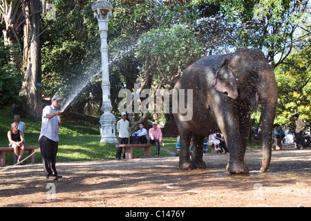 Ein asiatischer Mann wäscht eine große 3-Tonnen-Elefanten namens Sombo auf einem Stadt-Bürgersteig in Phnom Penh, Kambodscha. Stockfoto