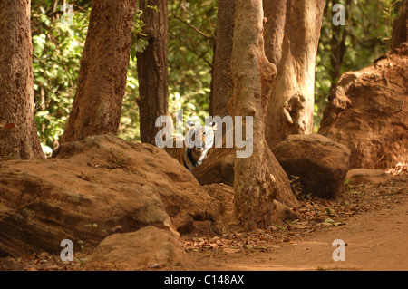 Eine neugierige Tiger Cub Uhren aus einem Versteck Stockfoto