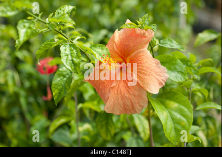 Orange Hibiscus, Amazonas Regenwald, Brasilien, Südamerika. Stockfoto