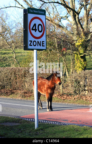 Hartnäckige New Forest Pony Fohlen Stand in der Mitte der Straße mit Verkehrszeichen Stockfoto