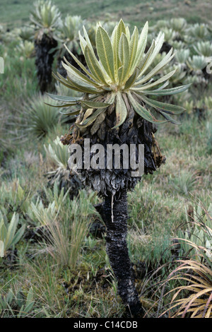 Frailejon (ganze Schultzii) Pflanze Blütenknospe auf 4800 Metern in den Anden, Kolumbien Stockfoto