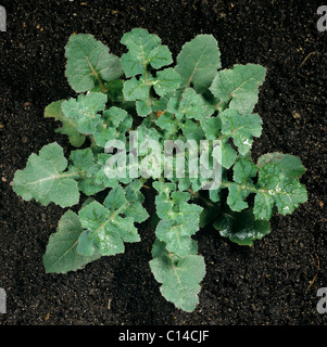 Glatte Sau-Distel (Sonchus Oleraceus) Pflanze Grundrosette Stockfoto