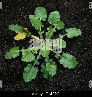 Nipplewort (Lapsana Communis) junge Pflanze Grundrosette