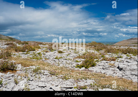 Mountain Avens (Dryas Octopetala) Blüte auf Kalkstein Pflaster an Keelhilla Nature Reserve, Burren, County Clare, Irland Stockfoto