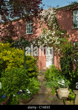 CLEMATIS MONTANA RUBENS ÜBER COTTAGE TÜR SOMMER ENGLAND UK Stockfoto