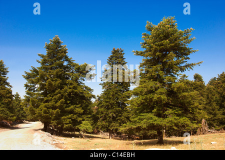 Die geschützten Kephallonia Kiefern der Berg Ainos, Kefalonia, Ionische Inseln, Griechenland. Stockfoto