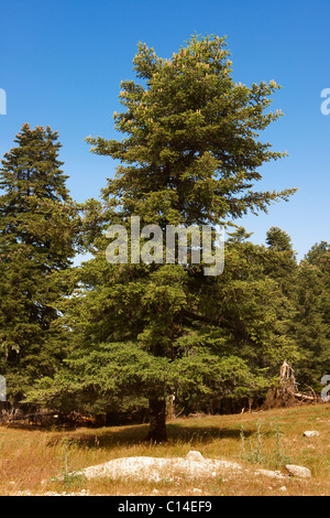 Die geschützten Kephallonia Kiefern der Berg Ainos, Kefalonia, Ionische Inseln, Griechenland. Stockfoto