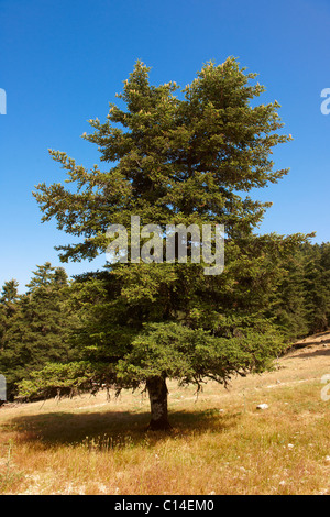 Die geschützten Kephallonia Kiefern der Berg Ainos, Kefalonia, Ionische Inseln, Griechenland. Stockfoto