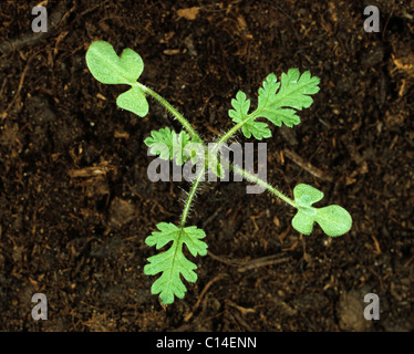 Gemeinsamen Stork es-Rechnung (Erodium Cicutarium)-Keimling mit Keimblätter & zwei Blätter wahr Stockfoto