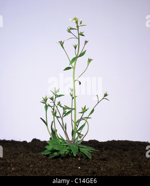 Thale Kresse (Arabidopsis Thaliana) blühende Pflanze Stockfoto