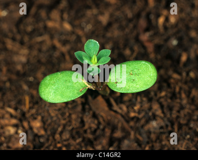 Birdsfoot Kleeblatt (Lotus Corniculatus) Sämling Pflanze mit Keimblätter und erste echte Blätter bilden Stockfoto