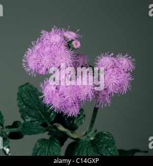 Geiß-Weed, Küken Unkraut, Goatweed, Whiteweed (Ageratum Conyzoides) Blume Stockfoto