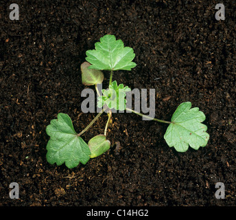 Moschusmalve (Malva Moschata) Sämling Keimblättern und drei Blätter wahr Stockfoto
