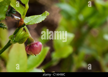 Heidelbeere Blume am Hund verliebt sich in Glen Affric, Schottland. Stockfoto