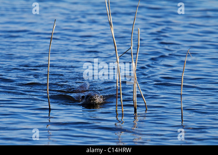 Wilde eurasische Fischotter am Köder See schwimmen. Stockfoto