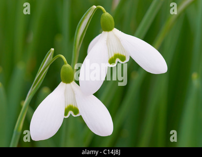 Schneeglöckchen, Galanthus Stockfoto