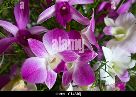 Dekorative Blumen, Sri Lanka Stockfoto