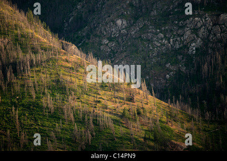 Toten Kiefern decken einen steilen Hang am Ufer des Lake Chelan in Chelan County, nördlichen US-Bundesstaat Washington. Stockfoto