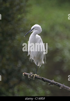 Seidenreiher. Egretta Garzetta. im Ruhezustand auf Ast. Hayle.Cornwall.U.K. Stockfoto