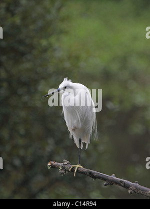 Kleine Egret.Egretta Garzetta. im Ruhezustand auf Ast. Hayle.Cornwall.U.K. Stockfoto