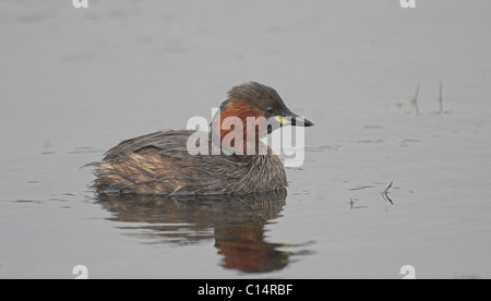 Kleine Grebe.Tachybaptus Ruficollis. Sommer-Gefieder. Cornwall U.K. Stockfoto