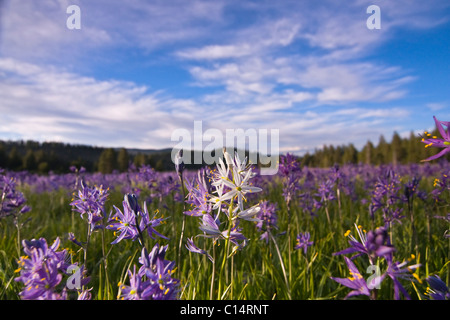 Eine einzelne weiße Camas Lilie Blume in einem Feld von lila Blüten auf Sagehen Wiesen in der Nähe von Truckee in Kalifornien Stockfoto