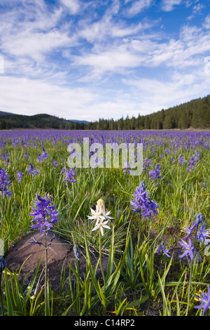 Eine einzelne weiße Camas Lilie Blume in einem Feld von lila Blüten auf Sagehen Wiesen in der Nähe von Truckee in Kalifornien Stockfoto