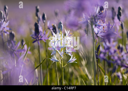 Eine Nahaufnahme Foto einer einzigen weißen Camas Lilie in einem Feld von lila Camas Lilien auf Sagehen Wiese in der Nähe von Truckee in Kalifornien Stockfoto