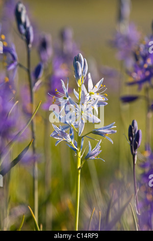 Eine Nahaufnahme Foto einer einzigen weißen Camas Lilie in einem Feld von lila Camas Lilien auf Sagehen Wiese in der Nähe von Truckee in Kalifornien Stockfoto