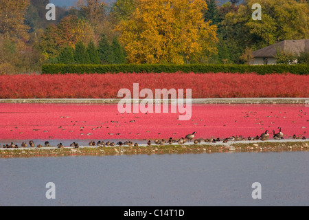 Enten und Gänse, genießen Sie ein erfrischendes Bad im überfluteten Cranberry Felder, Pitt Meadows, BC, Kanada Stockfoto