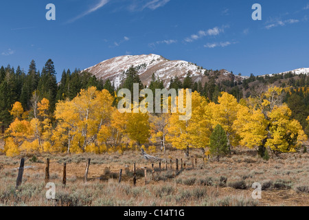 Gelbe Espen unter einer Schneedecke bedeckt Berg in Hope Valley in der Sierra Mountains, Kalifornien und Umgebung: Stockfoto