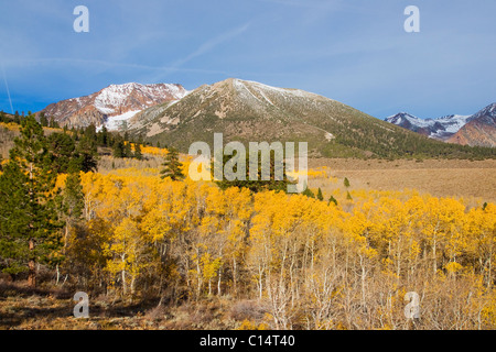 Eine Landschaft mit Herbstlaub, Schnee bedeckt, Berg- und Espe Bäume in der Sierra Mountains in der Nähe von Lee Vining, California Stockfoto